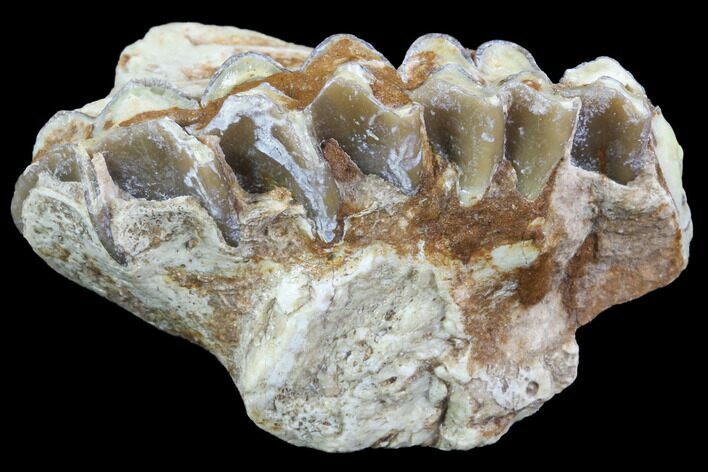 Oreodont (Leptauchenia) Jaw Section - South Dakota #91091